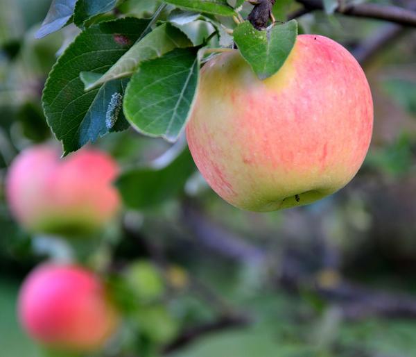 Bio Sommerapfel 'James Grieve'
