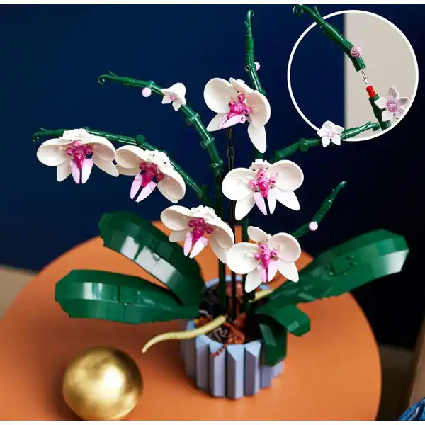 10311 Orchidee