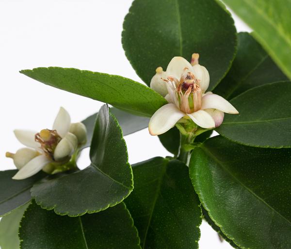 Persische Limette 'Lima Verde'