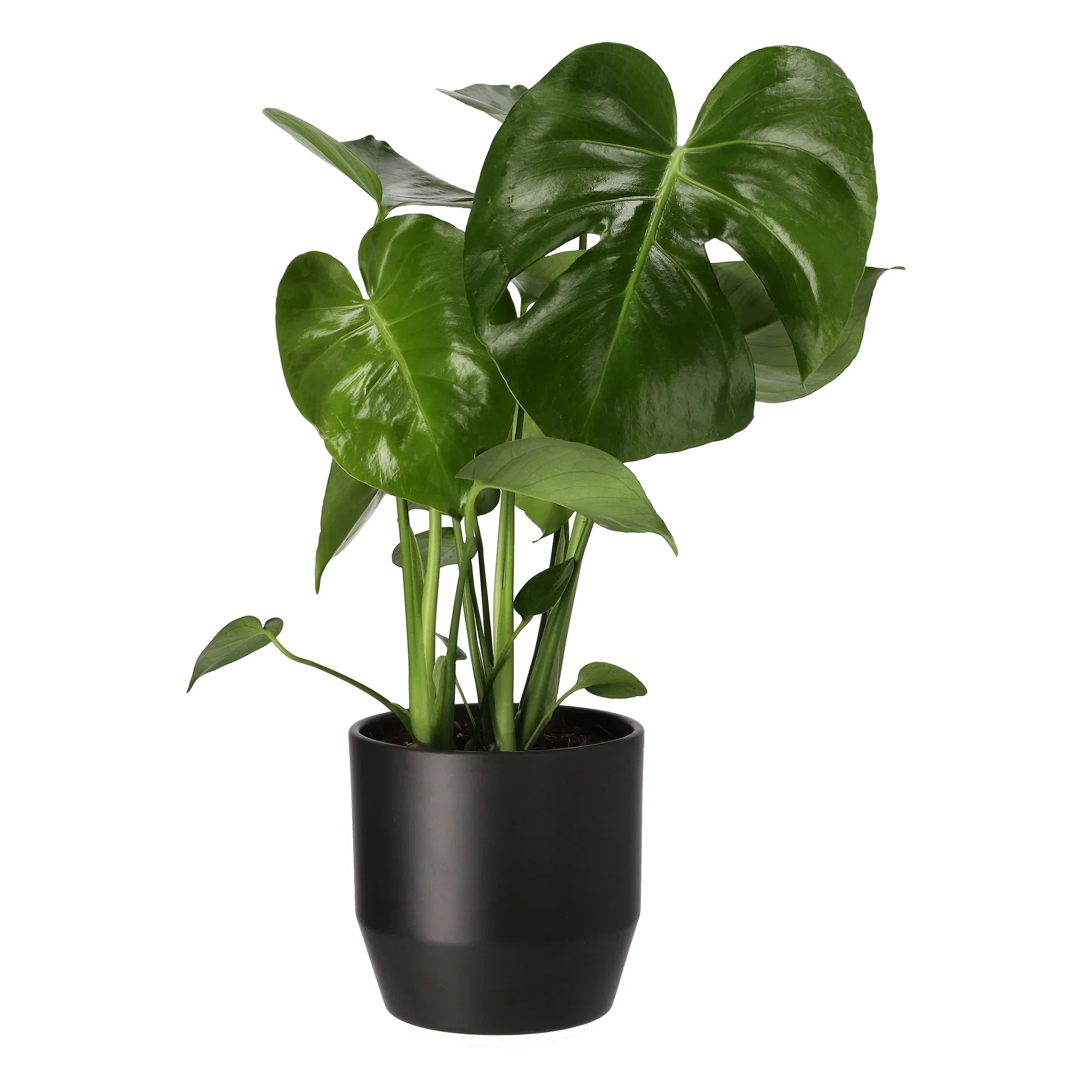 Monstera deliciosa Monstera Høyde 55 cm