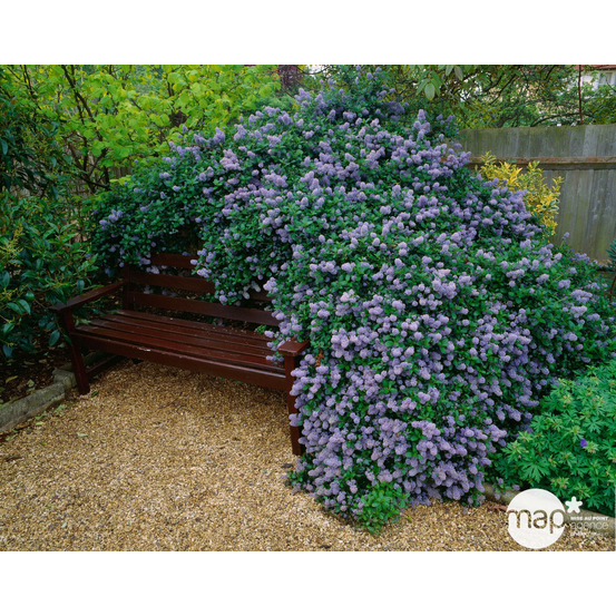 Ceanothus thyrsiflorus ' Repens ' : ctr 7 litres (bleu pâle)