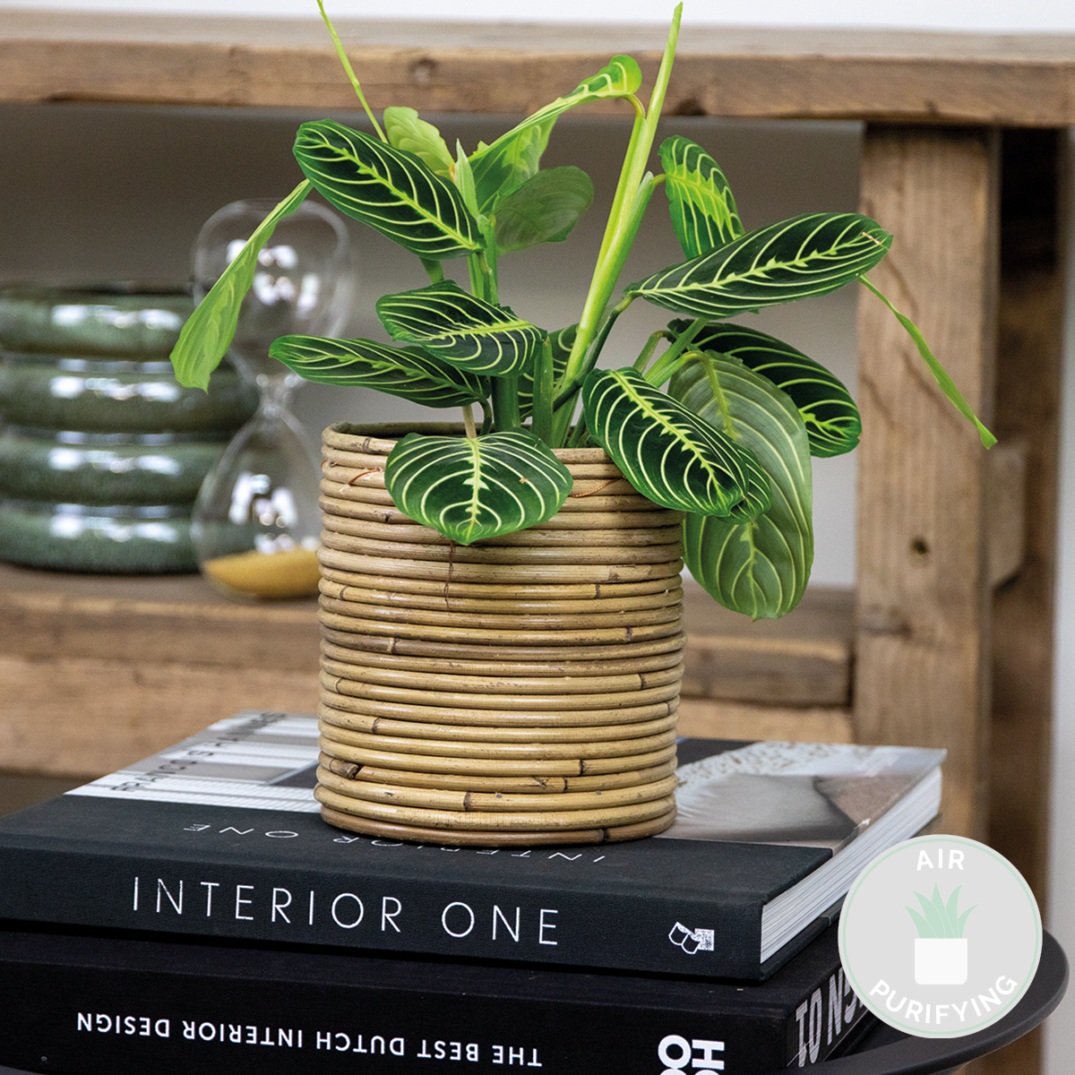 Maranta lemon lime – plante de prière – plante d'intérieur – purificateur d'air – ⌀12cm –↕10-15cm