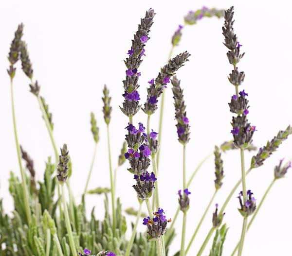 Dehner Gourmet Garten Zahnlavendel