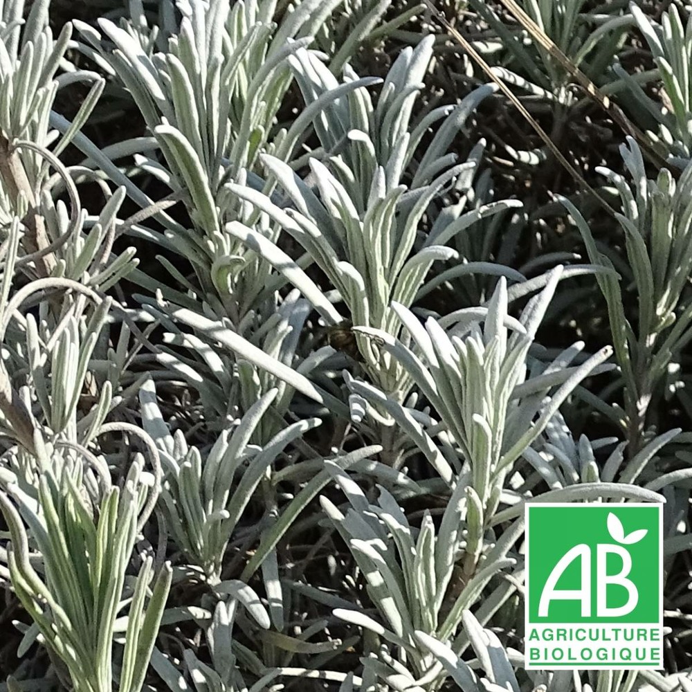 Lavande x intermedia super bio/lavandula x intermedia super[-]lot de 5 godets