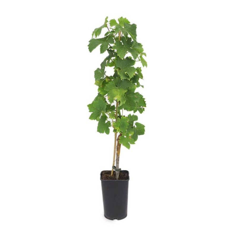 Vigne 'cardinal' - conteneur 3l - taille 60/100cm