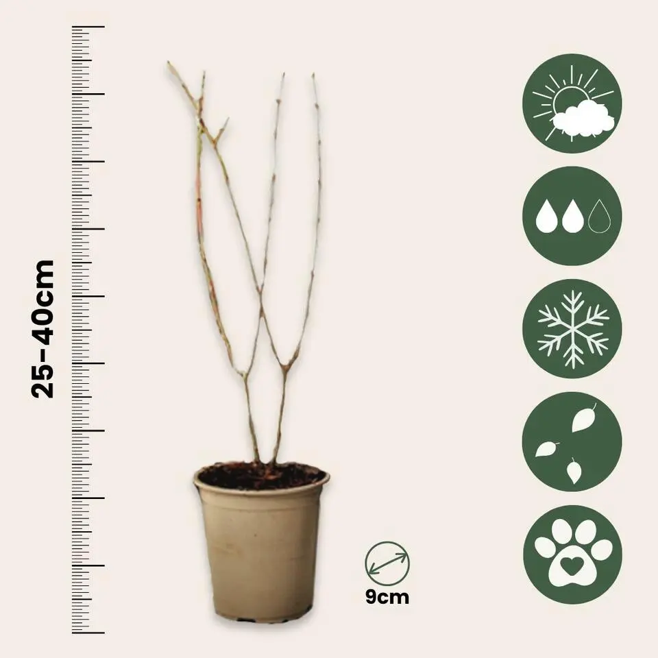 Granaatappel - Set van 3 - Punica granatum - Hoogte 25-40cm - ⌀9cm