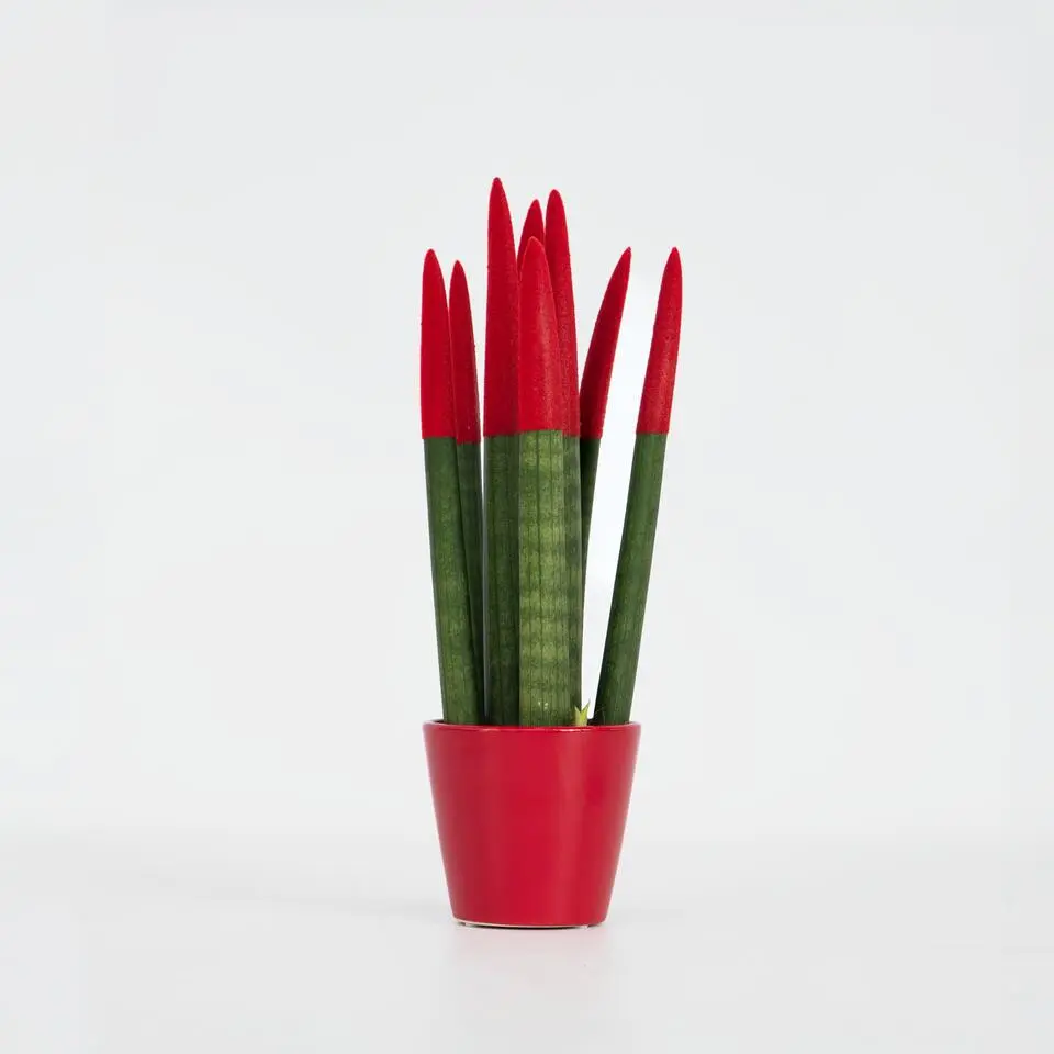 Afrikaanse Speerplant - Sansevieria cylindrica - Hoogte 20-40cm - Pot 9cm