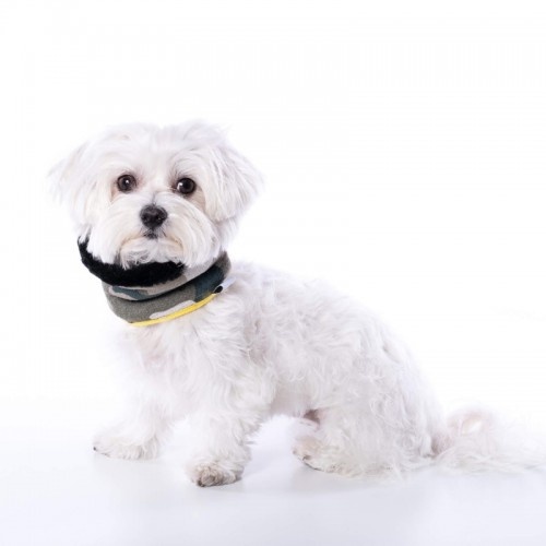 Coleira de camuflagem Uoamy para cães