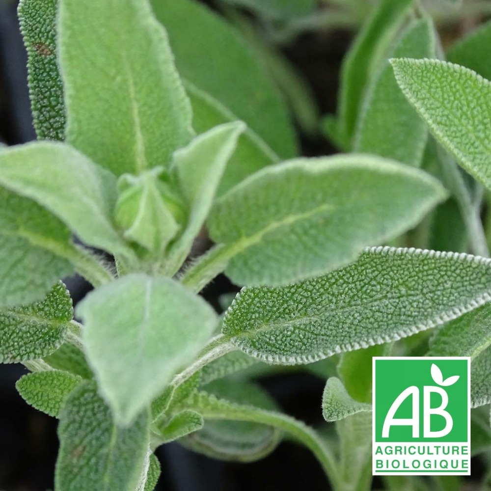 Sauge officinale bio/salvia officinalis[-]lot de 9 godets