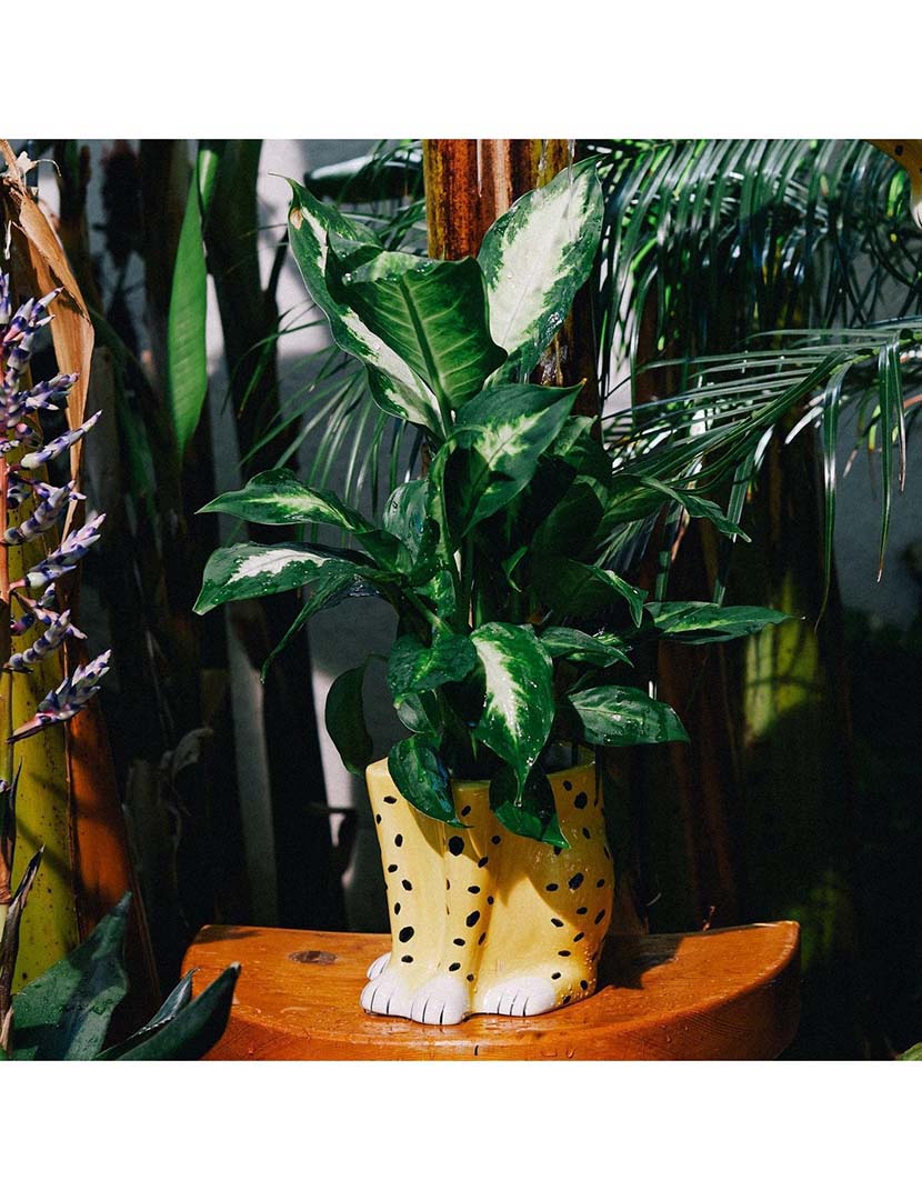 Urban Jungle Cheetah Pot
