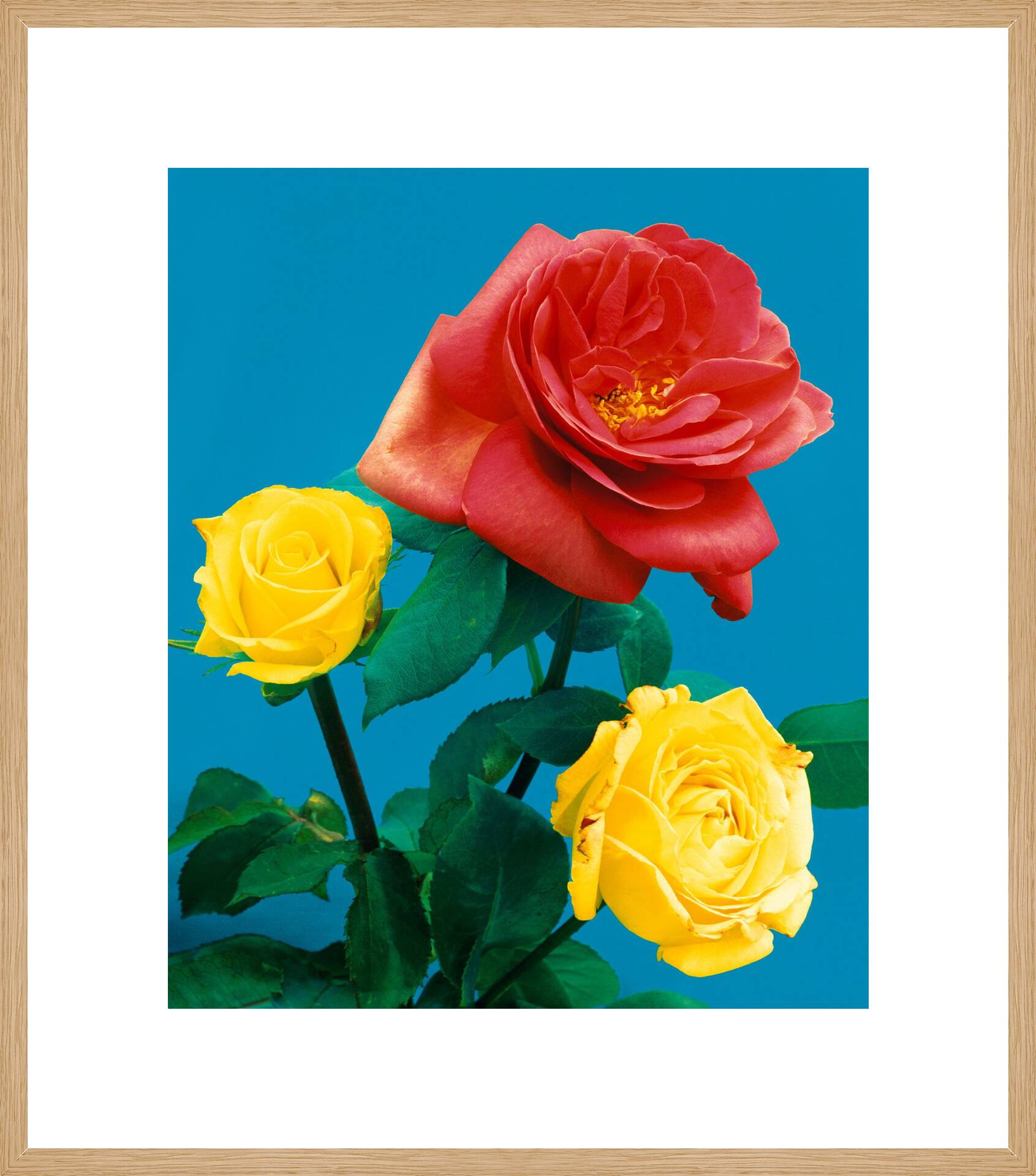 Rosen 104 by Kris Scholz - Limited Edition. Edition of: 100. Signed.