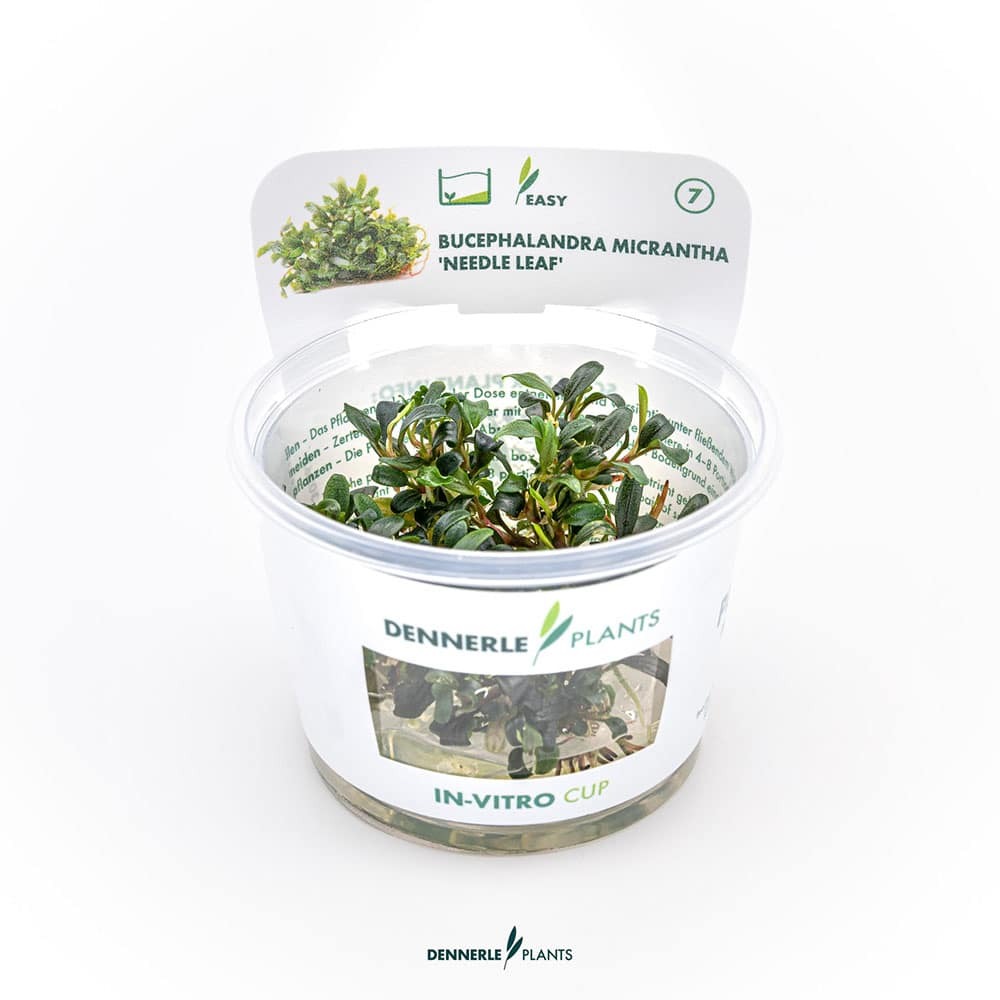 Bucephalandra micrantha needle leaf in vitro