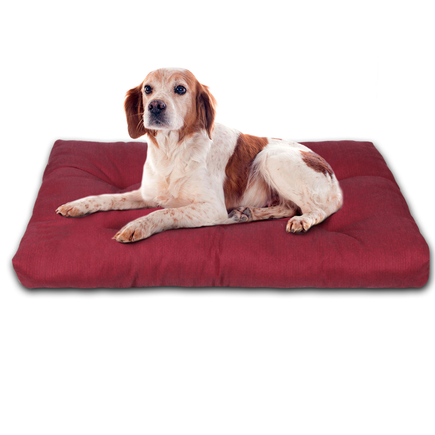 HOME MERCURY - Cama para animais de estimação, colchão para cães, tapete reversível estampado com enchimento de espuma para uso interno e externo. (Médio, Bordô)