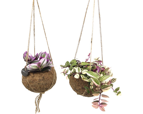 Kokodama hangmand FloraSelf Tradescantia Mix hangbloemenmand als set Hoogte inclusief pot ca. 20 cm Ø 12 cm pot