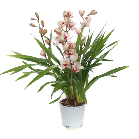 CYMBIDIUM WILD PINK 3 TIGES D12 H50