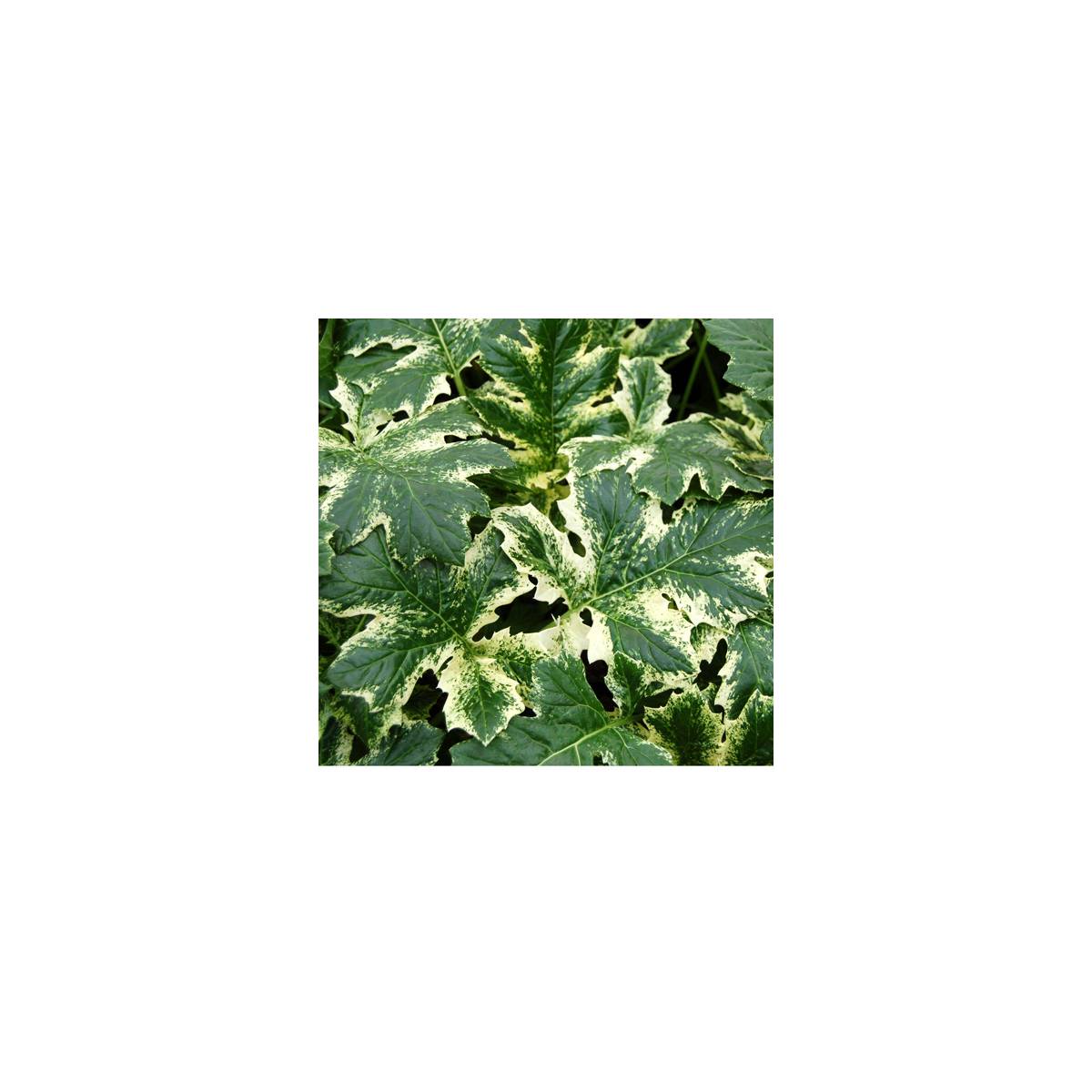 Acanthe whitewater®/acanthus x 'whitewater'®[-]godet