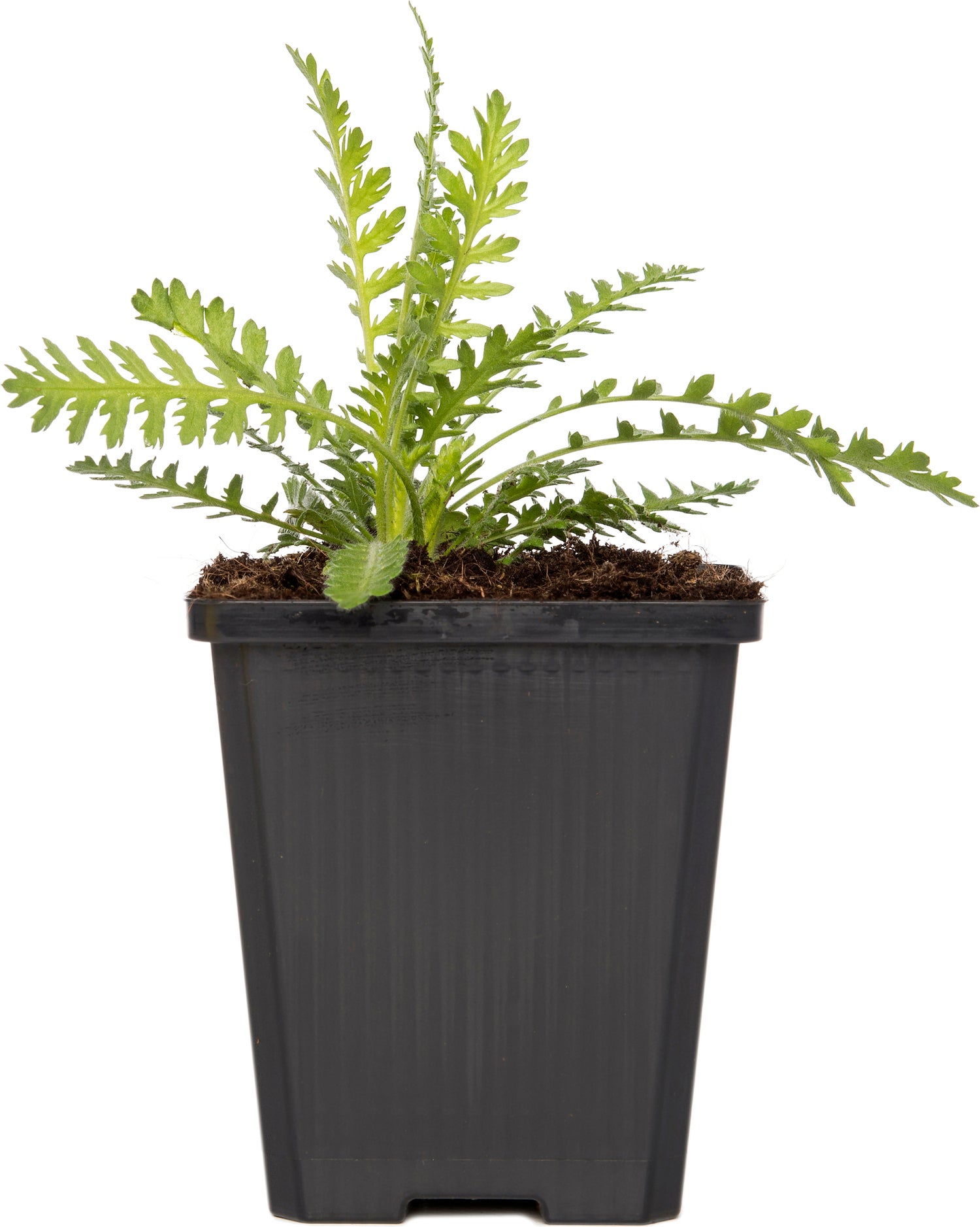 Duizendblad (Achillea filipendulina 'Cloth Of Gold') D 9 H 5 cm