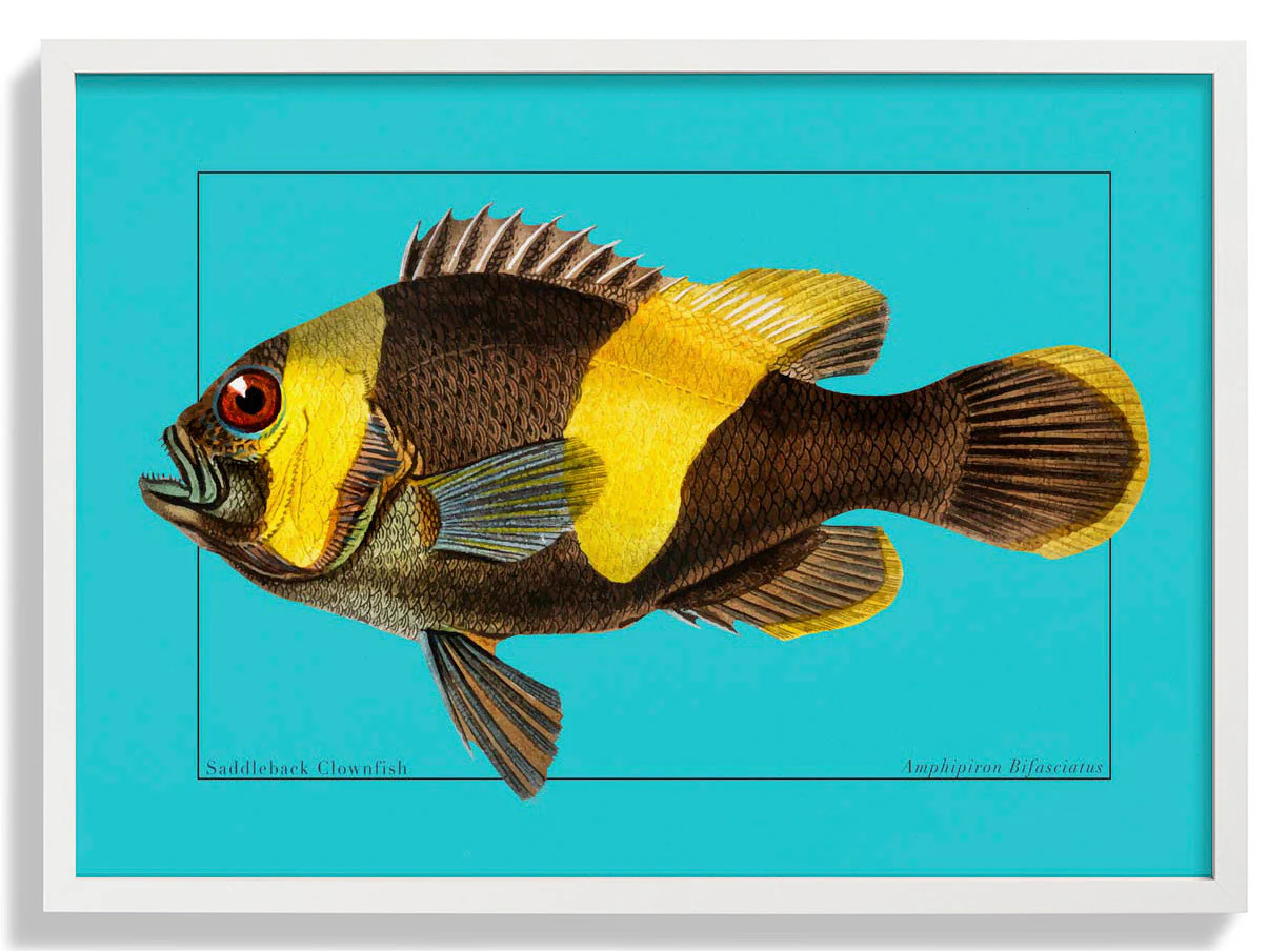 Clownfisch Meeresleben