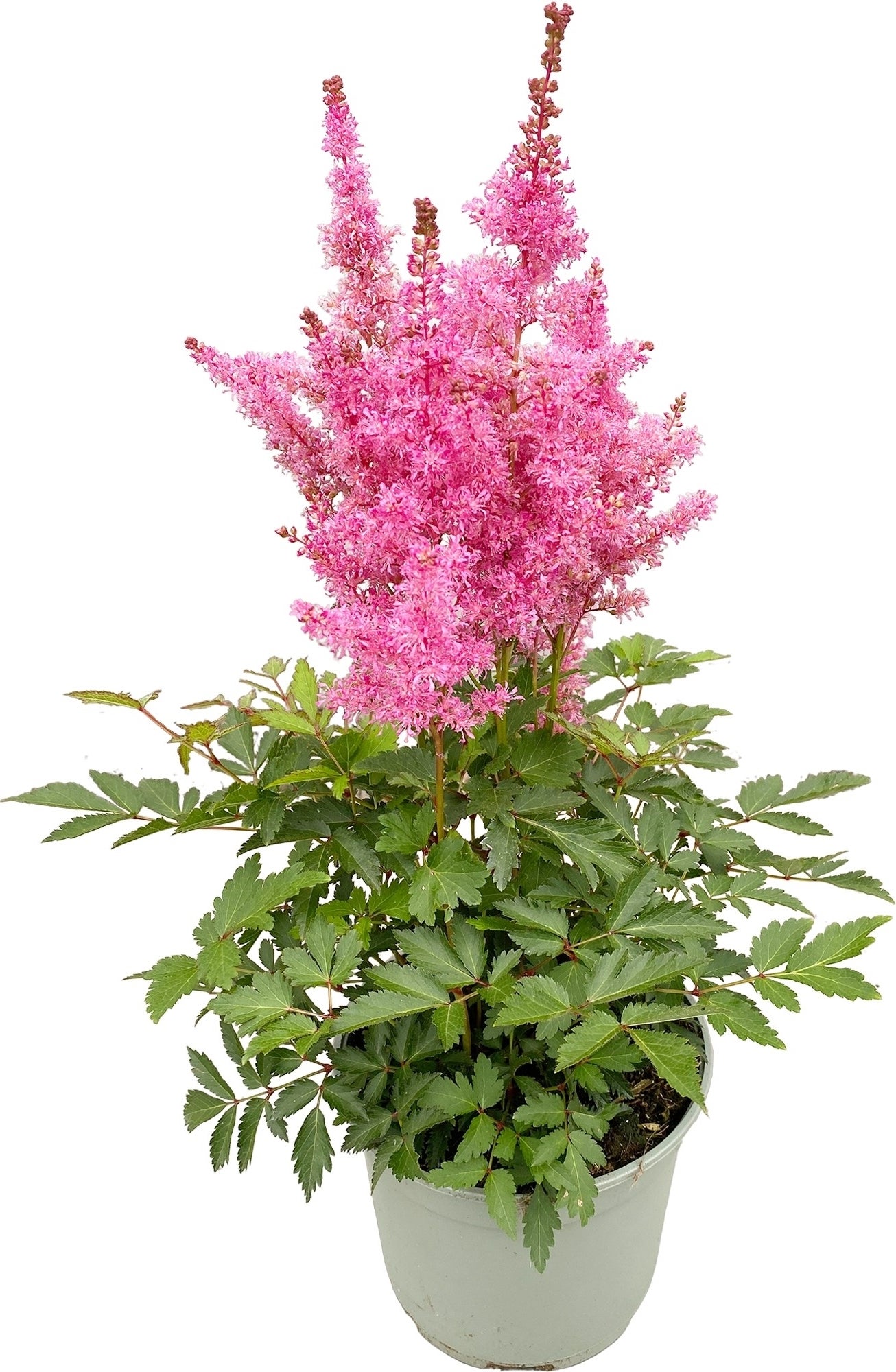 Pluimspirea (Astilbe chinensis 'Younique Carmine') D 19 H 50 cm