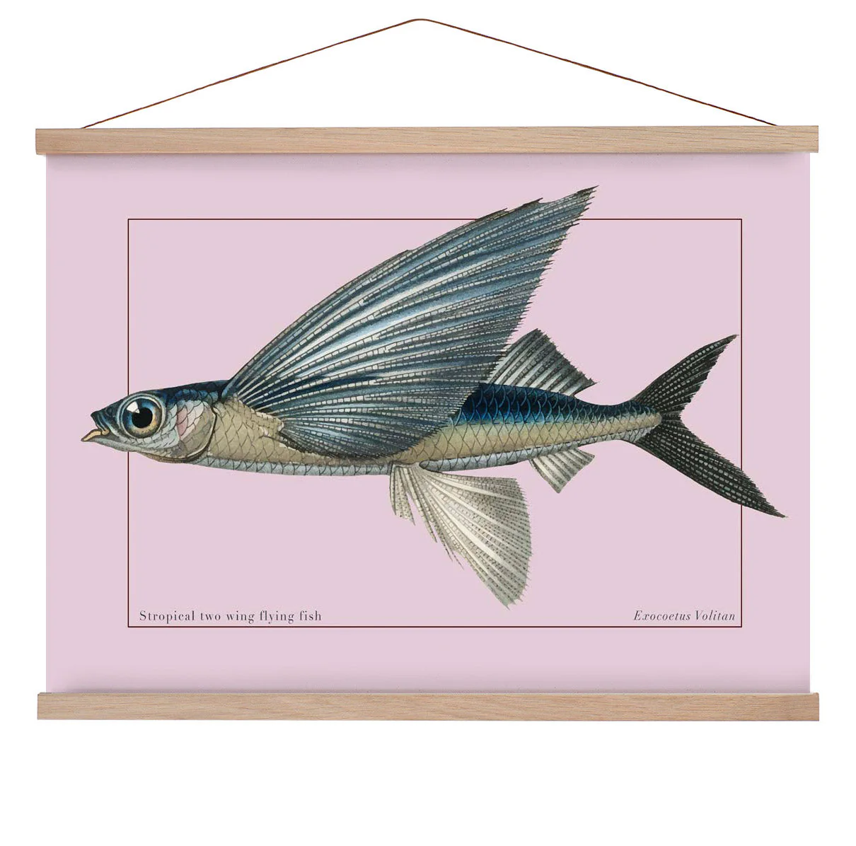 Fliegender Fisch