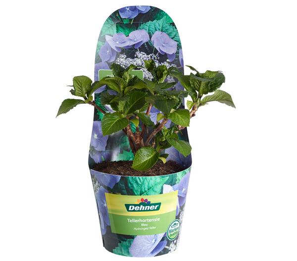 Teller-Hortensie, ca. 15-25 cm