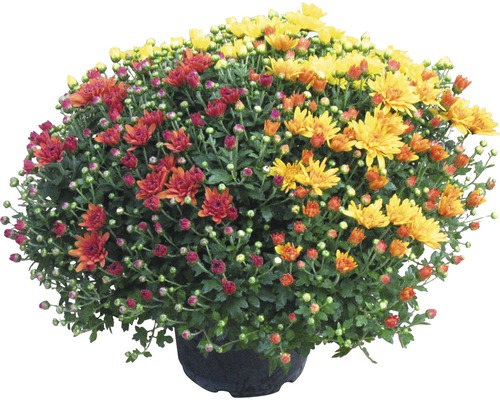 Chrysanthemum Chrysanthemum indicum 'Party Trio' Ø 20 cm pot assorti