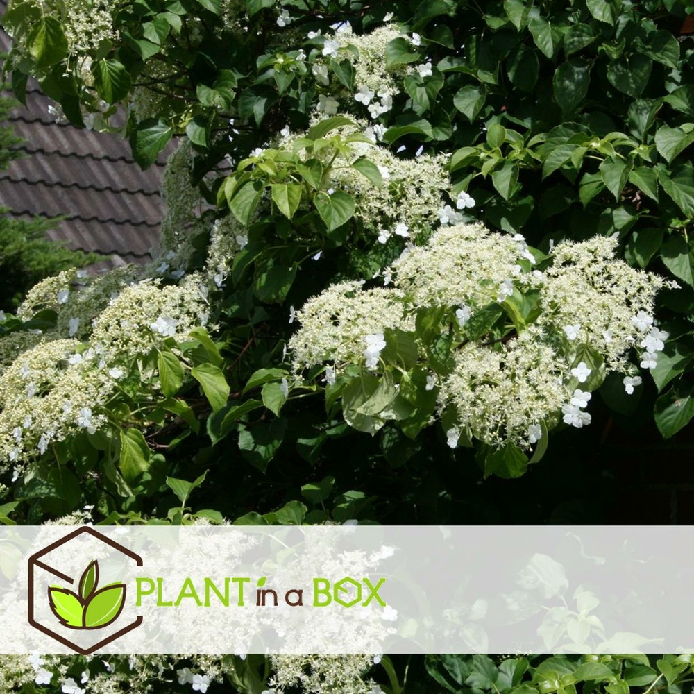 Hortensia petiolaris - set de 6 - hortensia grimpant - pot 9cm - hauteur 25-40cm