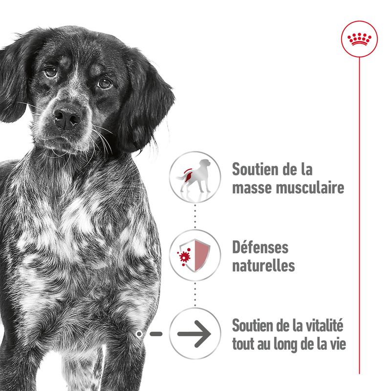 Royal Canin Medium Ageing Mousse