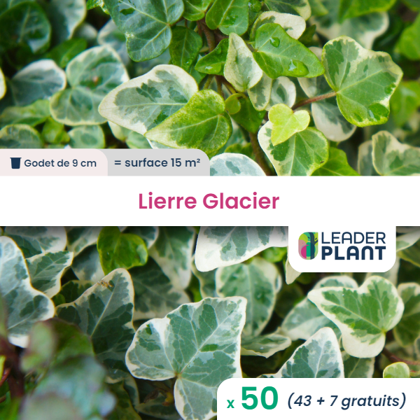 50 x lierre glacier en godet