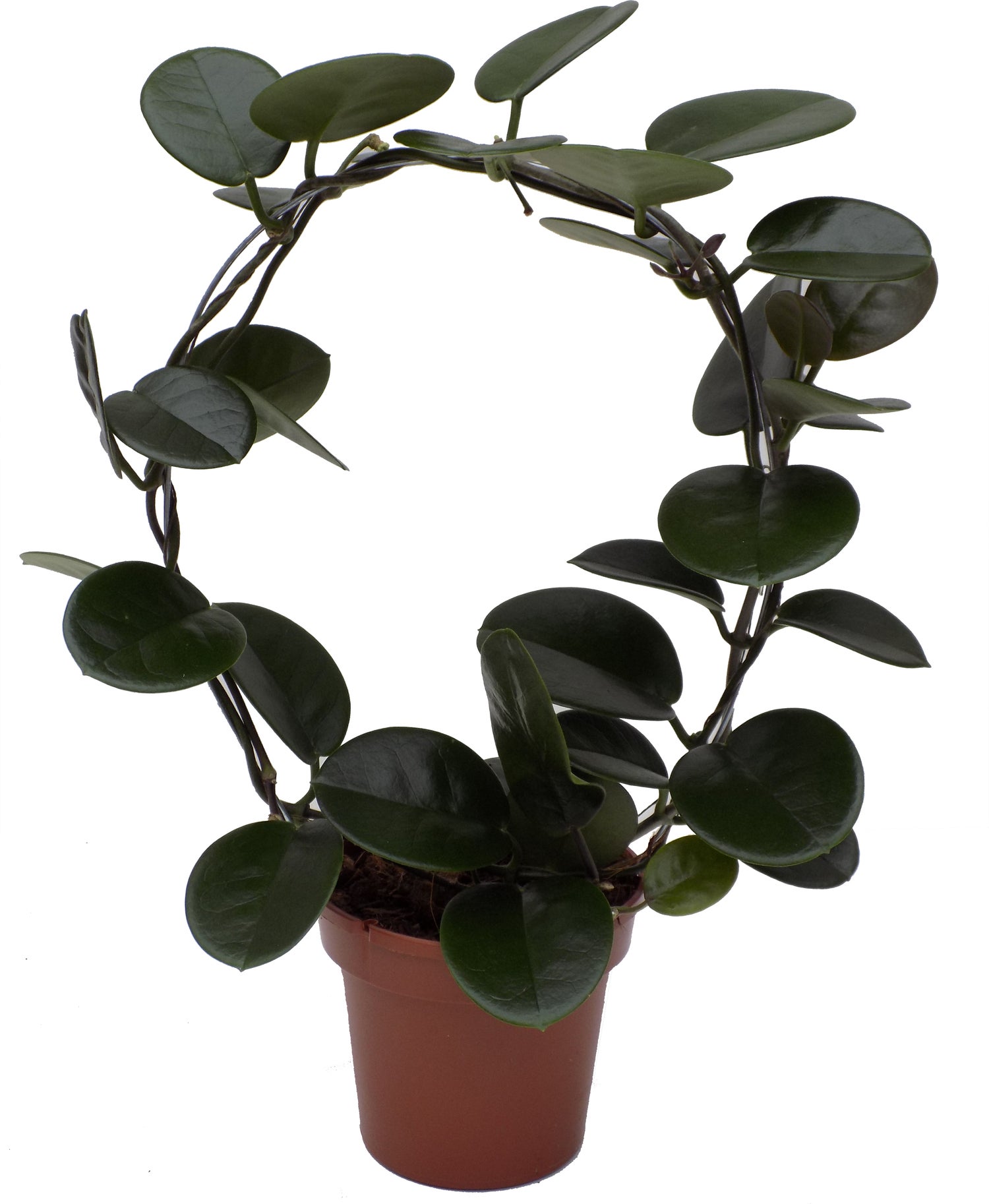 Wasbloem (Hoya) D 12 H 45 cm