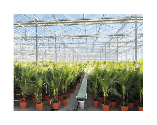Washington palm, Petticoat palm FloraSelf Washingtonia robusta H ca. 140 cm Ø 27 cm pot, 35-jarig jubileumeditie FloraSelf