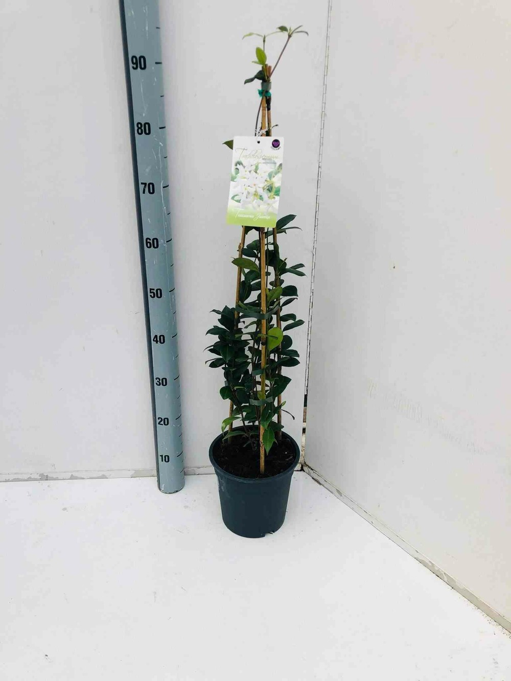 Trachelospermum jasminoides (jasmin étoilé) blanc - taille pot de 2 litres ? 20/30 cm
