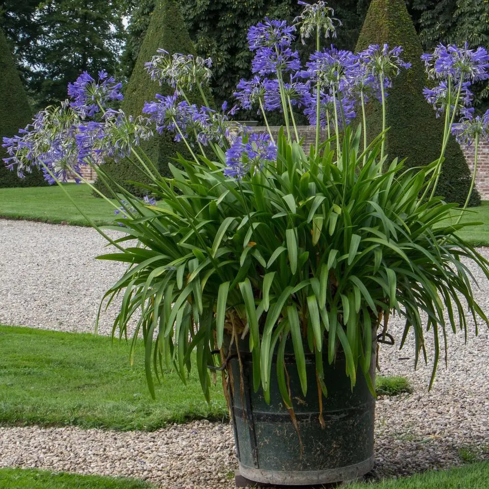 Agapanthus - Agapanthus 'Amourette Blue' - Hoogte 65 cm - ø23 cm
