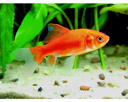 Kleine goudvis (4-7 cm) - Carassius auratus