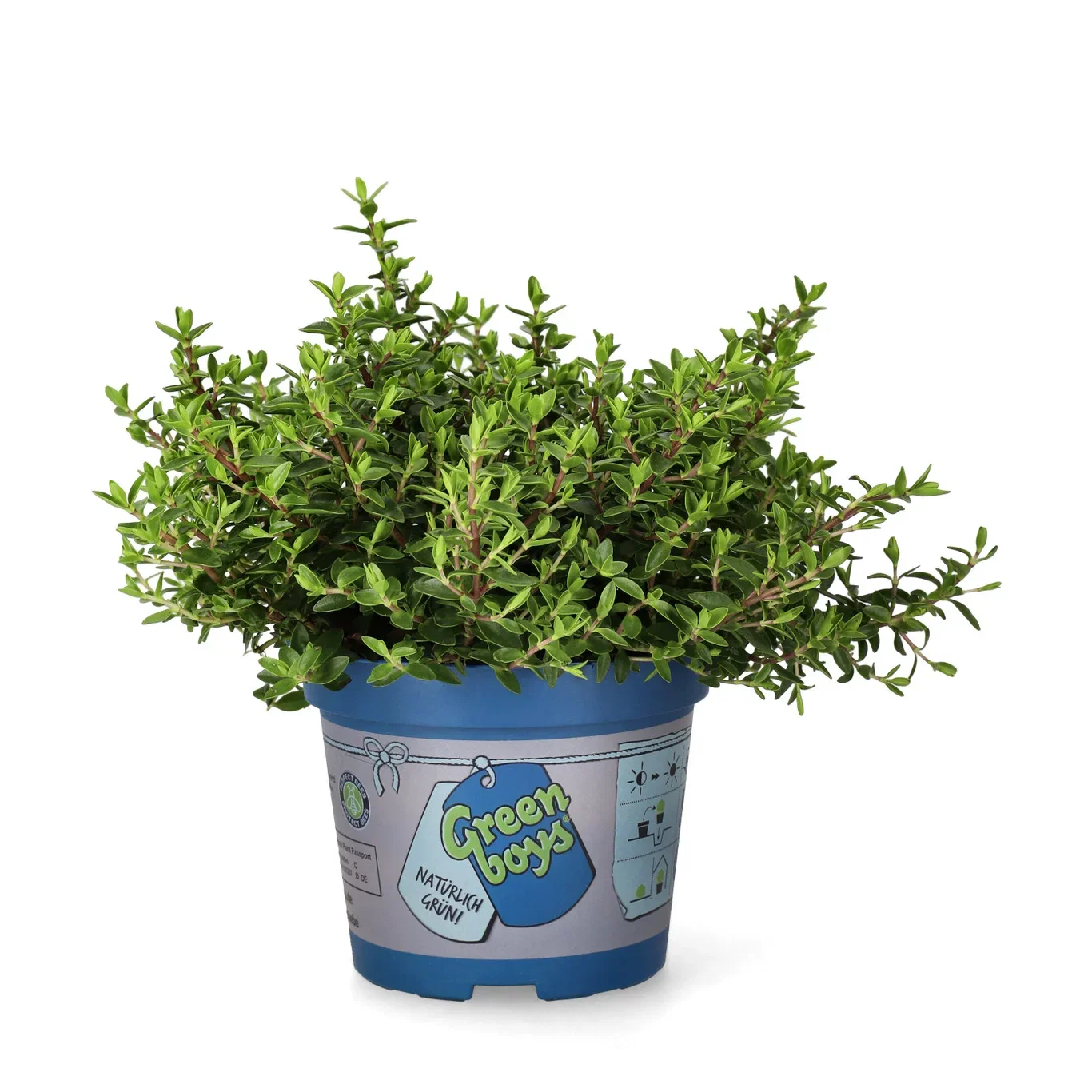 Hebe 'Green Boy´s' 12 cm Hebe 'Green Boys' Ø12 cm