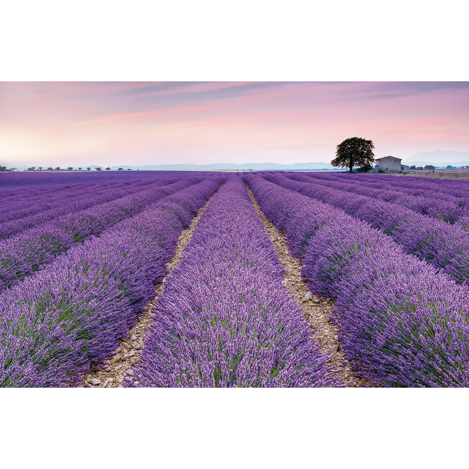 Vlies-Fototapete PROVENCE - lavendel - 400x260 cm