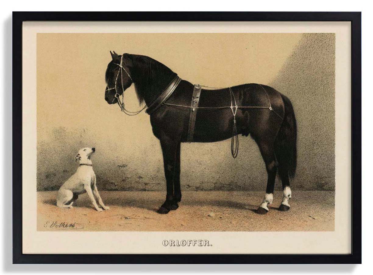 Orloff Pferd & Hund