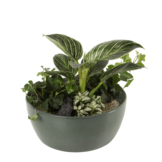 Composition végétale de plantes vertes PHAO : coupe de D. 20.5 cm