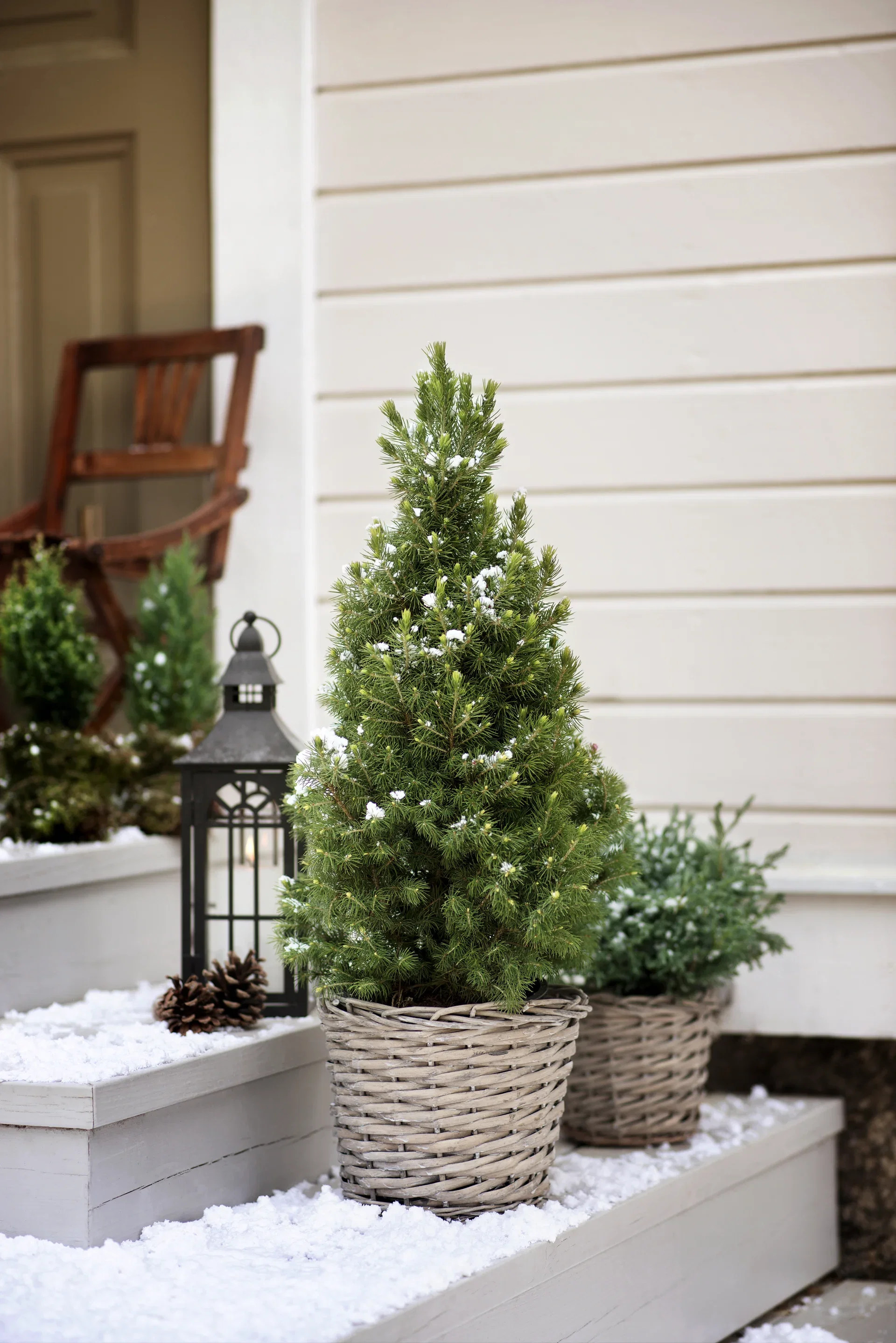 Picea glauca 'Conica' 26 cm Hvitgran Høyde 100 cm