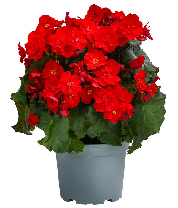 Begonie 'Macarouge'
