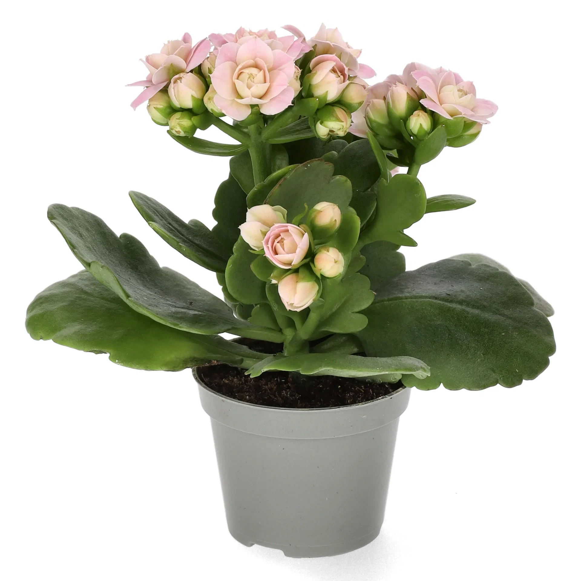 Kalanchoe mini Light Pink 6cm Ildtopp Høyde 10 cm