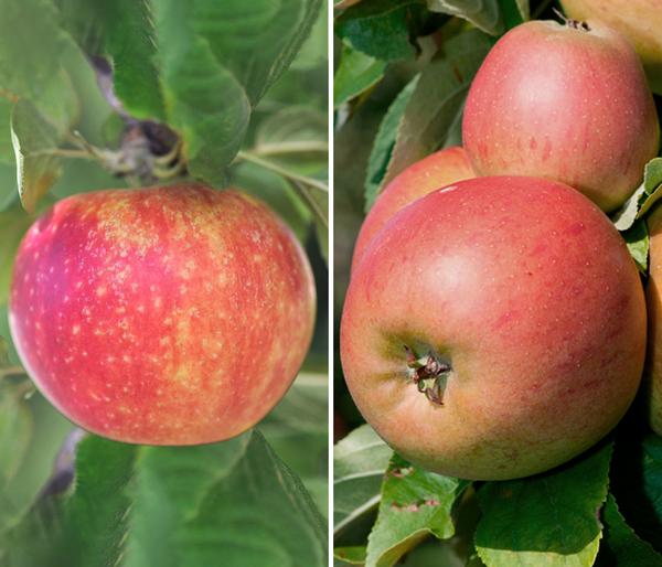 Apfel-Duo 'Alkmene/Goldparmäne'