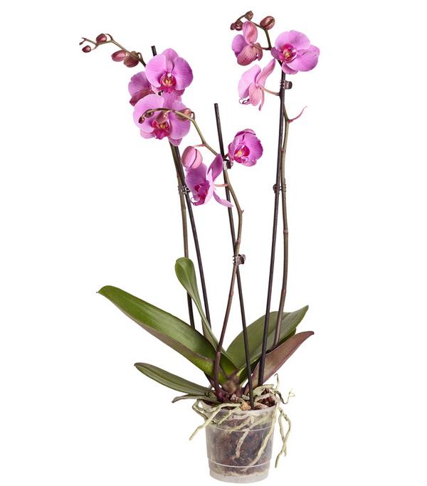Schmetterlingsorchidee - Phalaenopsis