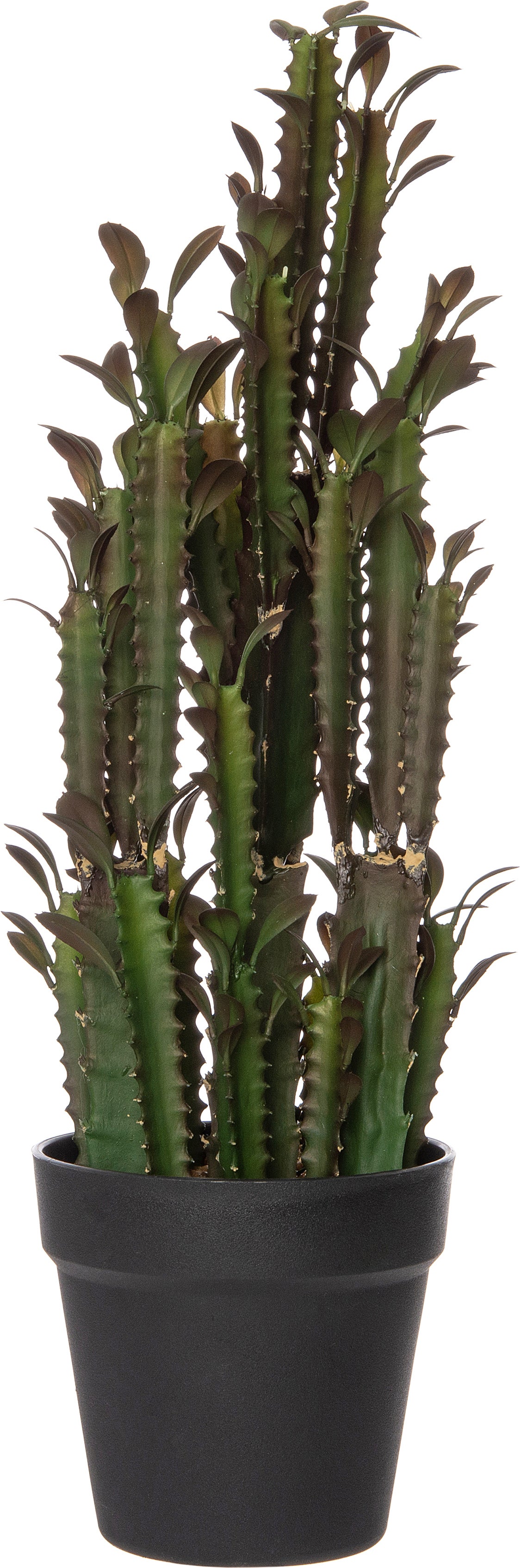 Intratuin kunstplant Euphorbia ingens bruin D 15 H 50 cm