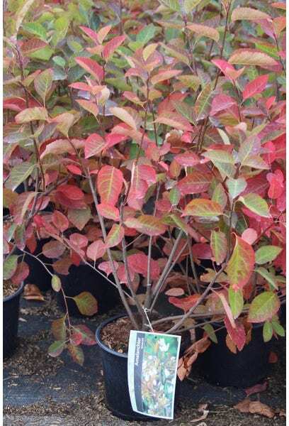 Krentenboompje (Amelanchier lamarckii) H 60 cm vanaf 10 stuks