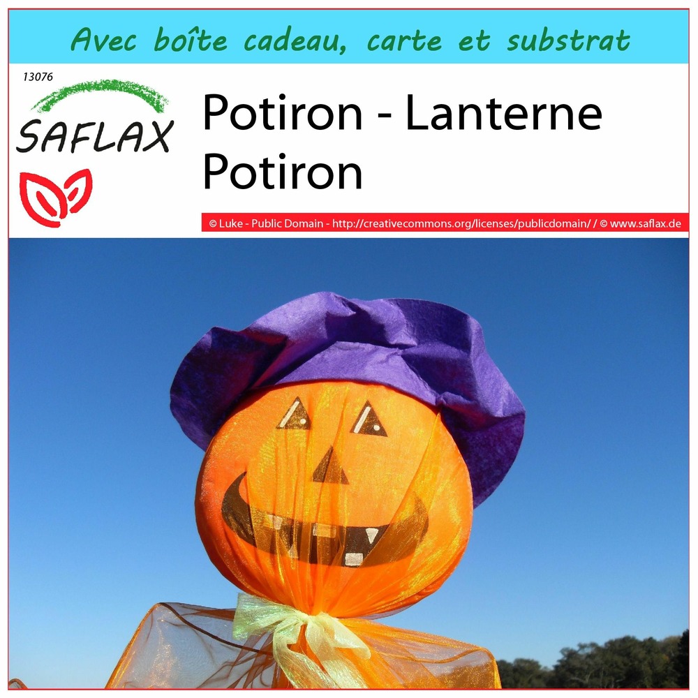 Kit cadeau - potiron - lanterne potiron - 10 graines - cucurbita pepo