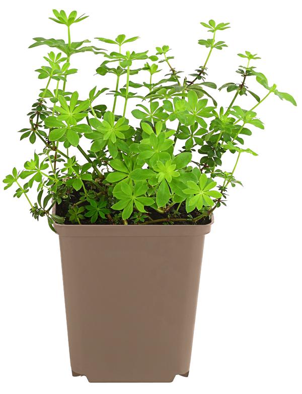 Waldmeister