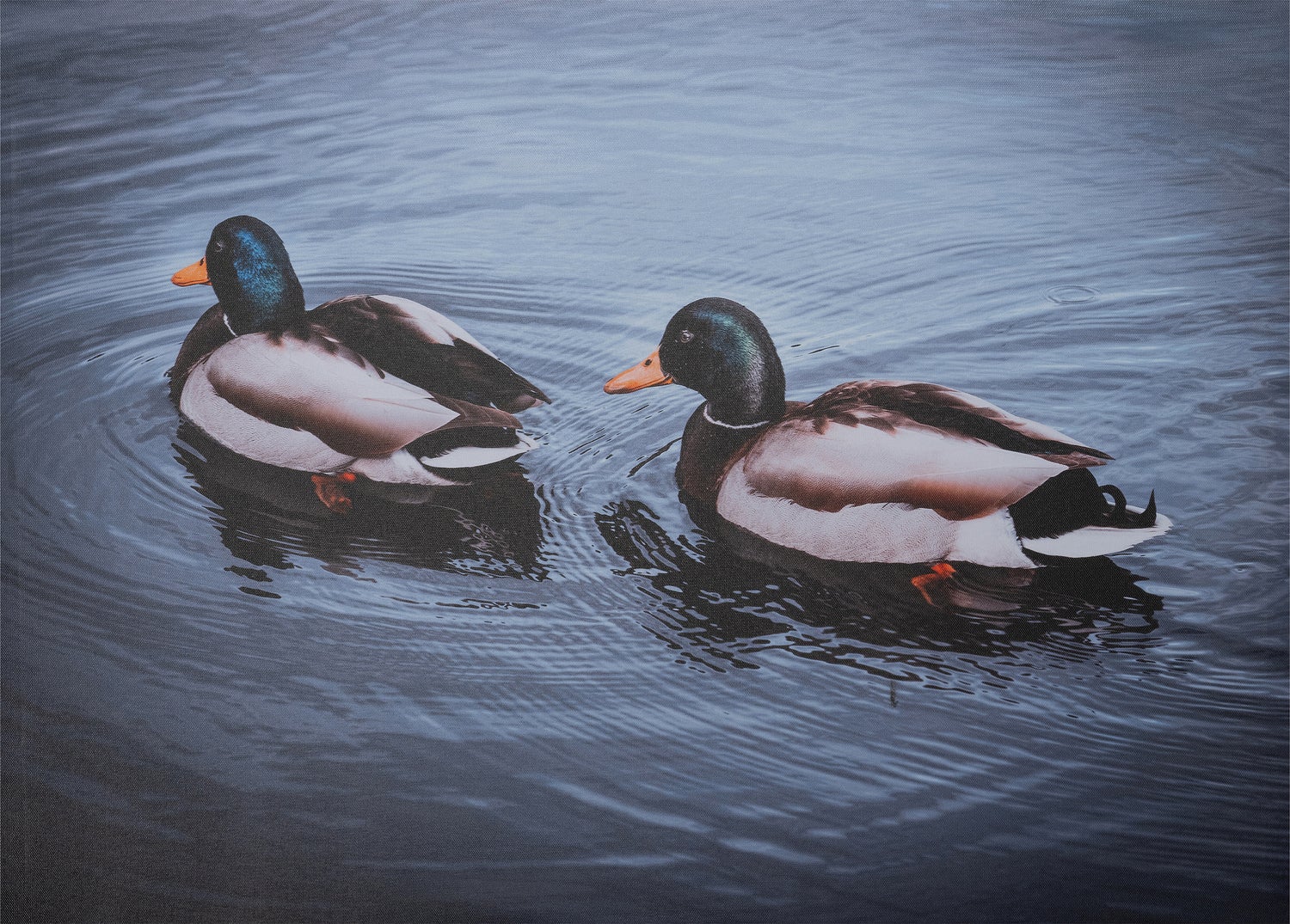 Intratuin tuinschilderij Canva eenden 130 x 70 cm