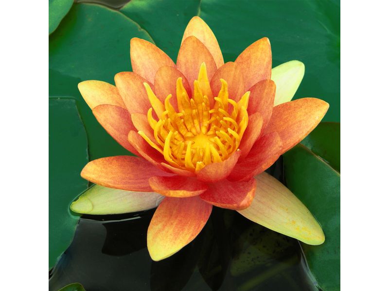 Lawana Echte Seerose Nymphaea Natura Coco «Sioux In Kokosfasern vorgewachsene Seerose