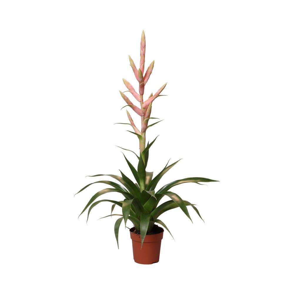 Plante d'intérieur - tillandsia dolce 60.0cm